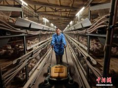 （乡村行·看振兴）山西长治：智慧养殖“加速跑” 肉鸡产业“富”路宽