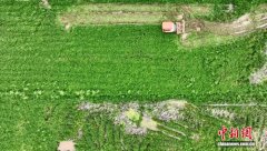 （乡村行·看振兴）浙江永康创新绿肥种植机制：“按效果付费”盘活冬闲田