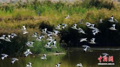 数万只候鸟“用脚投票”沙湖：从178种到216种的生态之变